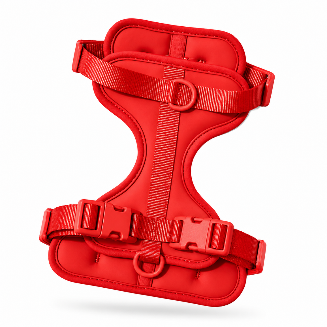 Little Dog Co. Harness