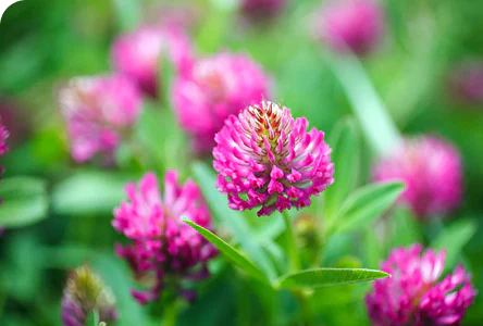 Fiori di trifoglio rosso